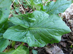 Arum maculatum